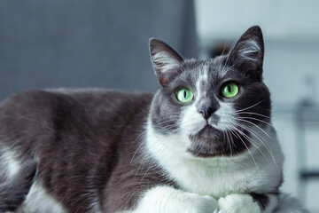 Charming, elegant, very beautiful Gray-white cat with big green eyes sits on his bed, in the kitchen, close-up, macro, cat portrait. Pet love concept. Copy space.