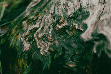 Macro photography of old broken fallen trunk. Ruined wood of an old tree. Dead trunk tree with...