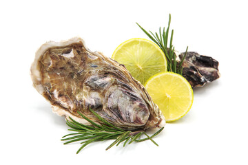 Fresh oysters with lemon slices and rosemary sprig isolated on white background.