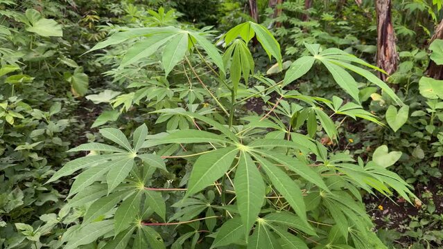 Cassava (Manihot esculenta) plantation on a sunny day