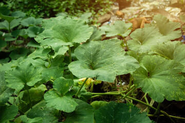 Kambas vegetable plants stand out in a place dirty with rubbish waste