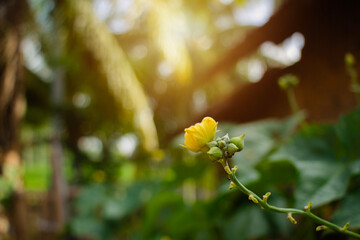 closeup of yellow cambas vegetable flowers against a blurred background of trees
