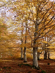 Fototapeta premium Autumn forest with fallen leaves