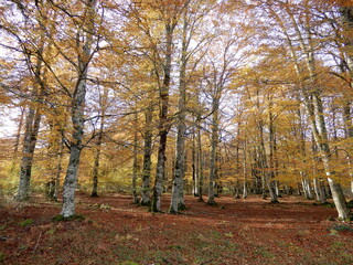 Fototapeta premium Autumn forest with fallen leaves