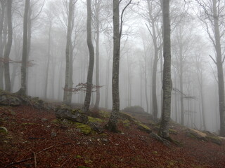 Fog in the forest in autumn