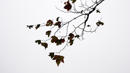 silhouette of tree branches against white background