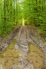 Puddles on dirt road in the green forest