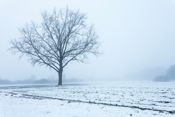 View of an big tree in a field on a snowy and foggy winter day