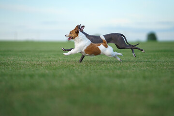 A Jack Russell Terrier dog and a Greyhound engage in a high-speed chase, the Terrier ears flapping...