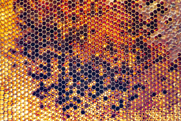 Drop of bee honey drip from hexagonal honeycombs filled with golden nectar