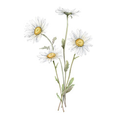 Watercolor Daisy. Hand drawn illustration of Chamomile. bouquet of white blossom flowers on isolated background. Drawing botanical clipart invitation cards. Hand painted summer rustic wildflowers.