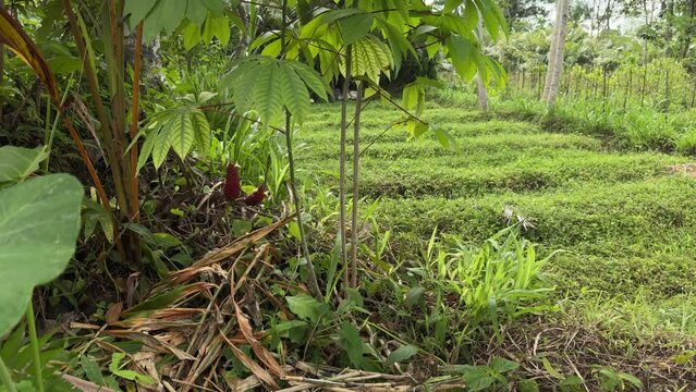 Cassava tree in a tropical forest during a bright sunny day