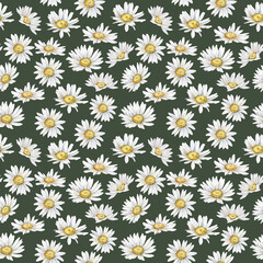 Seamless pattern Watercolor chamomile. Hand drawn illustration of daisy. White blossom flowers on isolated background. Drawing summer botanical for textile. Hand painted wildflowers.