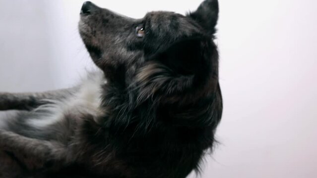 Portrait of a border collie with a shy look. Vertical video