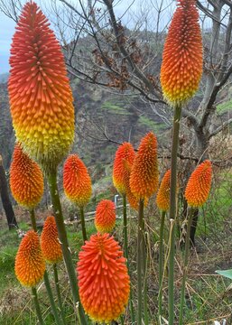 red hot poker flowers / torch lily flowers, Kniphofia uvaria, Madeira