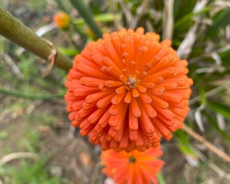 orange flower, red hot poker flowers / torch lily flowers, Kniphofia uvaria