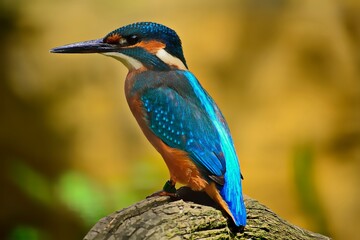 Kingfisher perched on a wooden pole among bushes