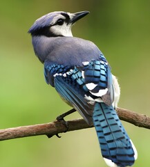 blue jay standing on a twig with his head cocked - obrazy, fototapety, plakaty