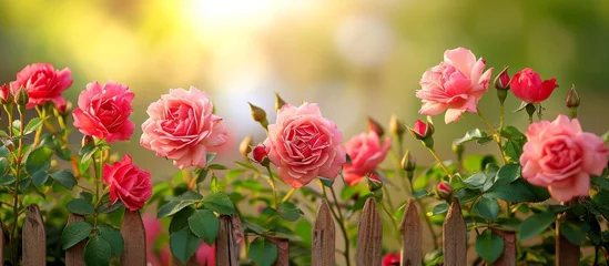 Fotobehang A wooden fence is adorned with vibrant pink roses in a garden, creating a beautiful display of flower arranging with hybrid tea roses among the green grass © TheWaterMeloonProjec
