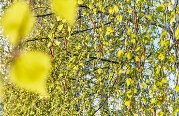 Young fresh leaves and catkins on birch branches, illuminated by the sun. Spring floral background.