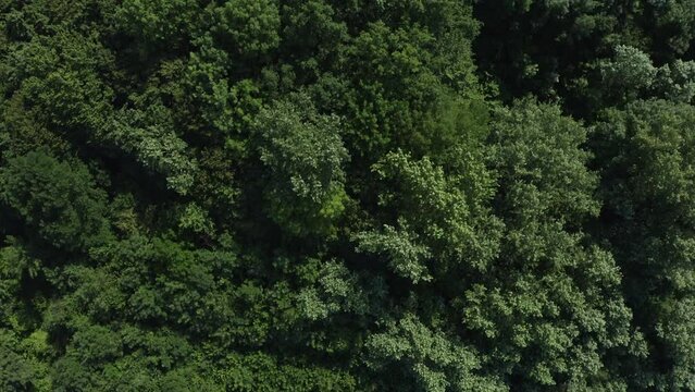 Aerial top view of a green forest. peaks stand out, nature background. Drone filming. Pristine and clean peaceful scenery.