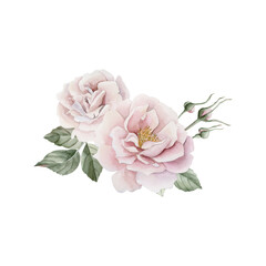 Composition of pink rose hip flowers with buds and leaves, Victorian style rose. Floral watercolor illustration