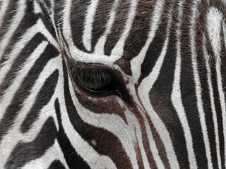 Fototapeta na wymiar Close-up of the zebra's face in a detailed view