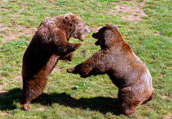 Two bears in a fierce fight on a grassy ground