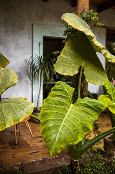 Tropical Elephant Ear Plant in Home Garden Setting, Mexico