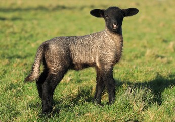 Suffolk breed lamb in field on farmland in rural Ireland in springtime 