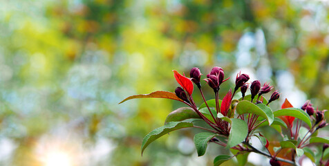 Flowering branch heavenly pink apple tree. Spring blossom orchard. Pink flowers buds on green blurred background