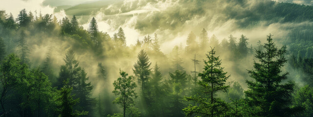 fog, forest, nature, morning, landscape, tree, mist
