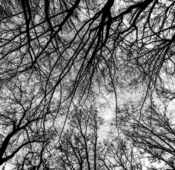 Black Leafless Winter Trees. View From Below in to the Leafless Tree Crowns. No People. Black Trees From Worm's Eye View.