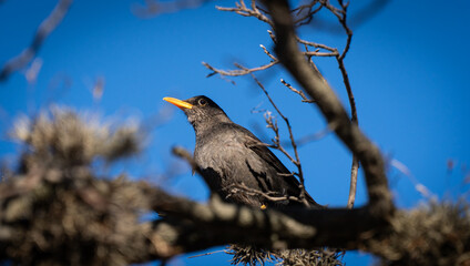 blackbird on a branch
