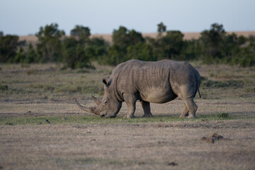 Obraz premium the last Rhinos in Africa are threatend with extinction