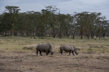 Fototapeta premium the last Rhinos in Africa are threatend with extinction