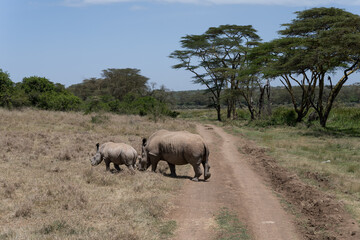 the last Rhinos in Africa are threatend with extinction