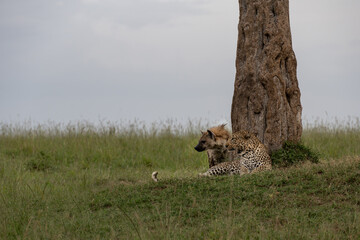 Leopard big cats in the wildernes of the Masai Mara © Herbert