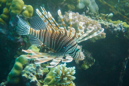 large radial firefish at the coral reef