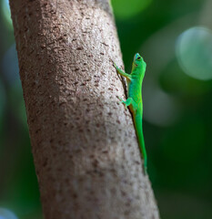 green lizard on a tree