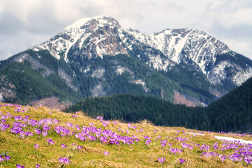 Dolina Chocholowska with blossoming purple crocuses or saffron flowers, famous valley in the High Tatra mountains, Poland. Scenic spring landscape, natural outdoor travel background