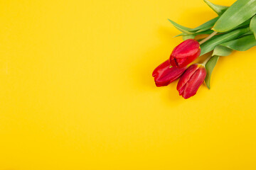 Three red tulip on yellow background with copy space, empty text place. Flower shop advertising layout. Woman Day March 8. Beautiful gift certificate. Business holiday card. Studio. Horizont banner