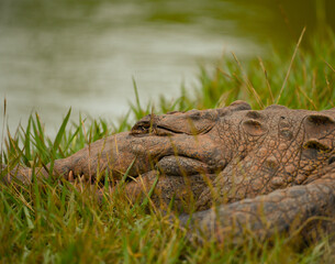 Photograph of a crocodile resting on the shore of a small lagoon.