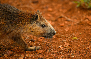 Photograph of a small jutia conga, a small rodent native to Cuba.