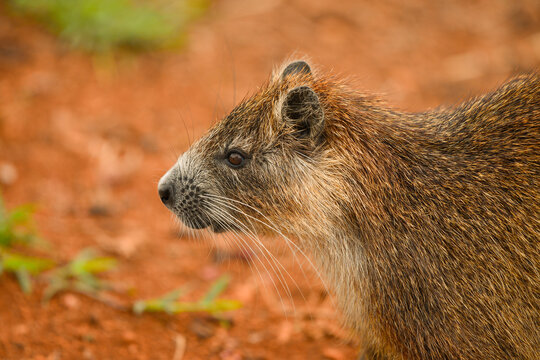 Photograph of a jutia conga, walking, a small rodent native to Cuba.