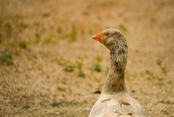 Photograph of a white and gray goose.