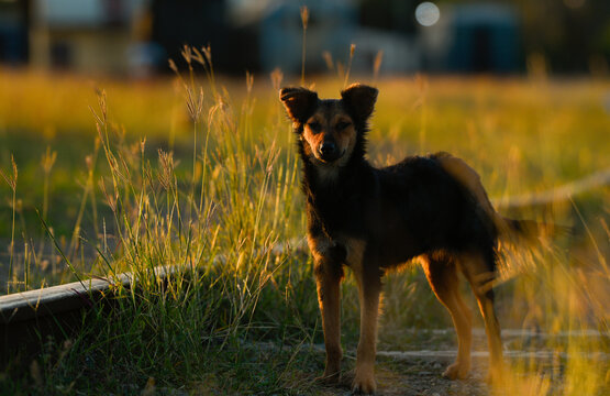 Photograph of a small dog walking along the railway tracks at sunset.