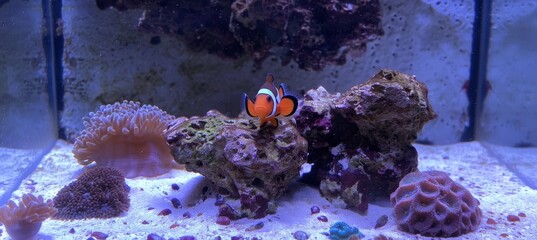 Strawberries falling into milk splash on white, fresh berries in motion, dairy product concept.