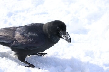 雪の上を歩くカラス
