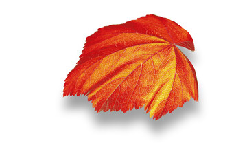 Closeup of autumn red leaf with shadow over white background. - 740641511